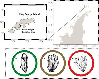 Photoprotective responses of three intertidal Antarctic macroalgae to short-term temperature stress